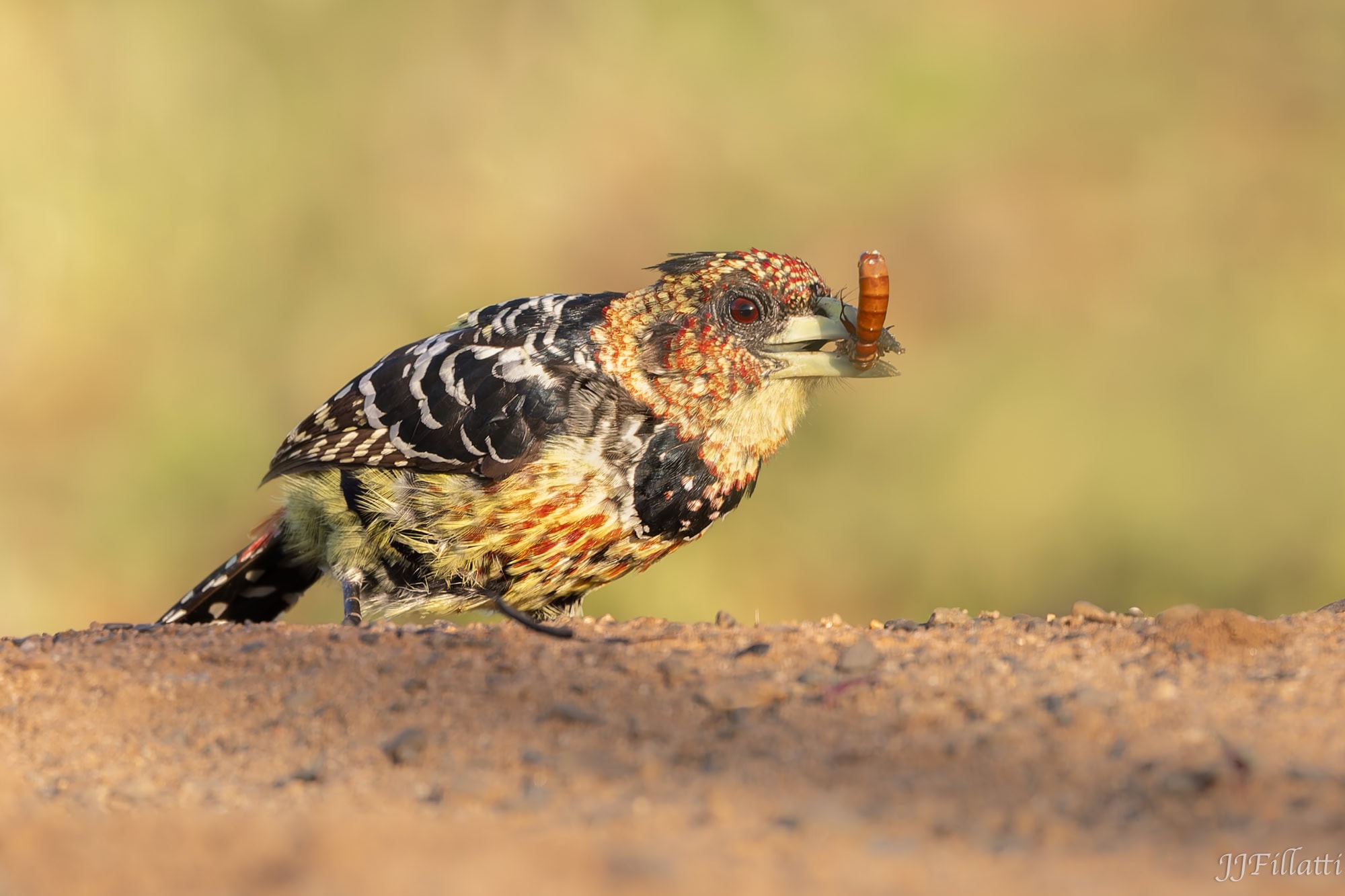 wildlife of Zimanga image 37